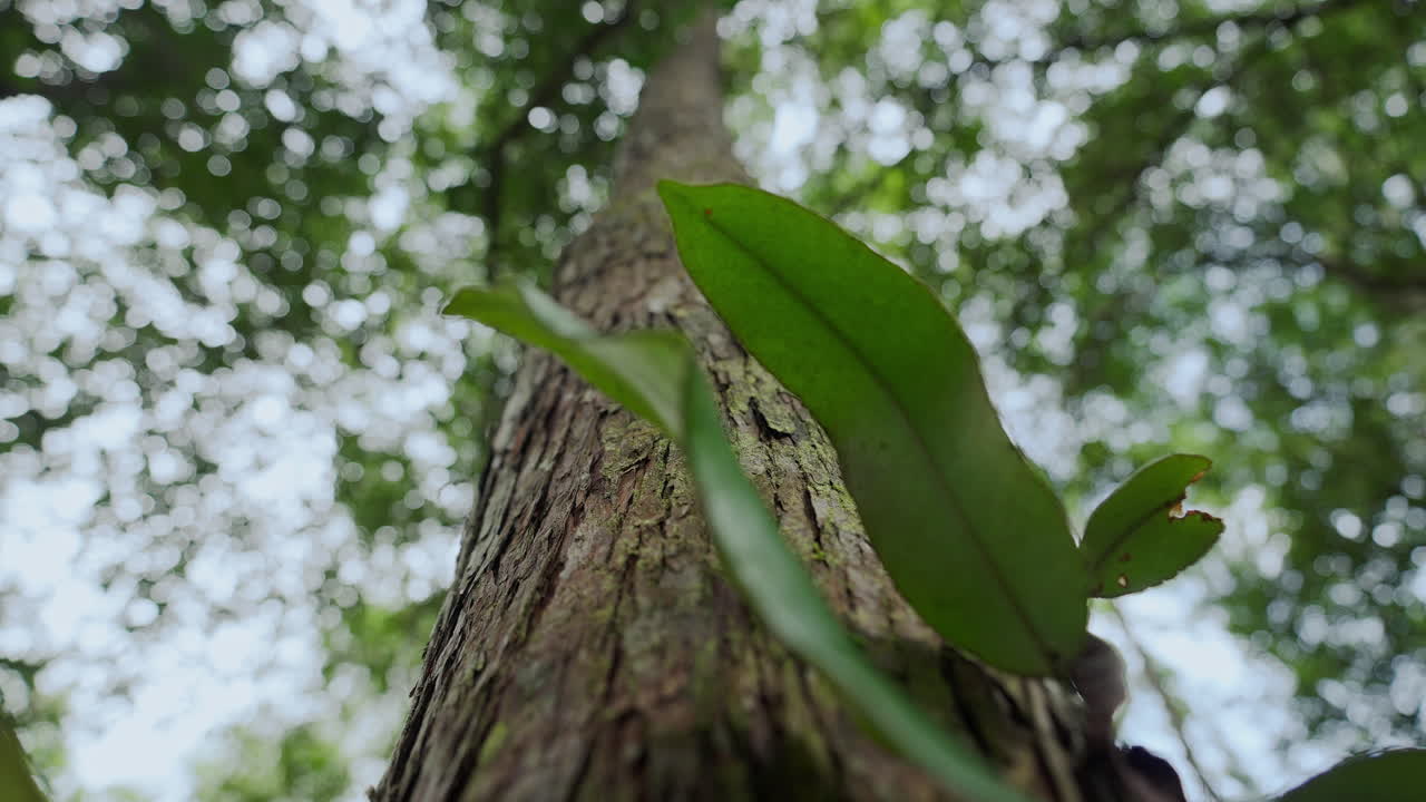 tronco de árbol en el bosque