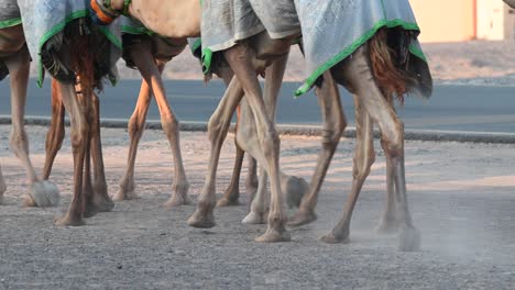 4k: dubai camel caravan going through the desert, united arab emirates, camel in the desert in the persian gulf