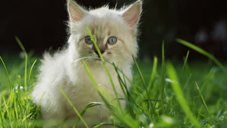 close-up view of a white fluffy little cat looking at camera in the park on a summer day