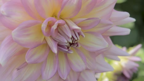 close-up of a delicate pink and yellow dahlia flower in soft daylight