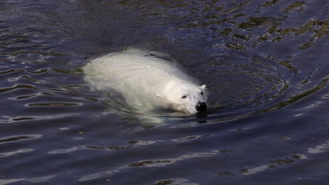 Polar-bear-(Ursus-maritimus)-is-a-hypercarnivorous-bear-whose-native-range-lies-largely-within-the-Arctic-Circle,-encompassing-the-Arctic-Ocean,-its-surrounding-seas-and-surrounding-land-masses.