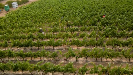 giro aéreo de gente morena cosechando uvas en un viñedo en el valle de leyda, chile