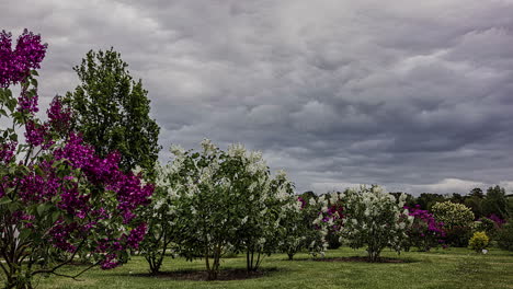 Kleine-Bäume-Mit-Bunten-Blumen,-Die-Sich-An-Einem-Bewölkten-Tag-Im-Wind-Bewegen