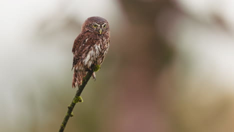 closeup of a little owl