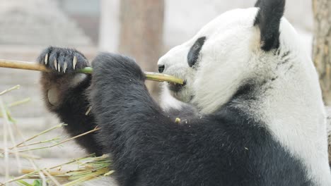 Giant-panda-(Ailuropoda-melanoleuca)-also-known-as-the-panda-bear-or-simply-the-panda,-is-a-bear-native-to-south-central-China.