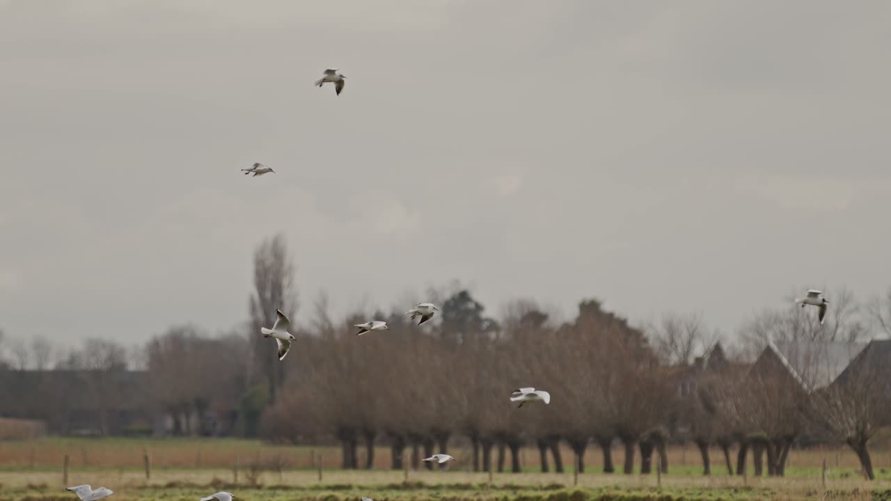 Flying birds in a nature reserve near Middelburg, Zeeland, captured in super slow motion