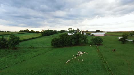 descending aerial of lush green farmland and meadow pasture, flock of sheep in distance, establishing shot of american family farm in rural lancaster county pa countryside