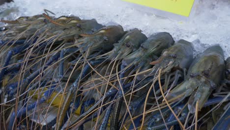 Blue-Asian-Thailand-river-prawn-dead-on-ice-for-sale-at-local-street-market-restaurant-fresh