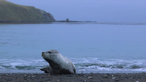 foca leopardo en la playa mirando alrededor y luego yendo a dormir