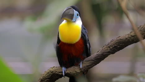 channel billed toucan resting on tree branch