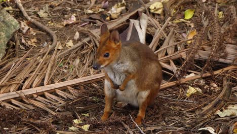 un canguro wallaby se sienta a la sombra en australia 1