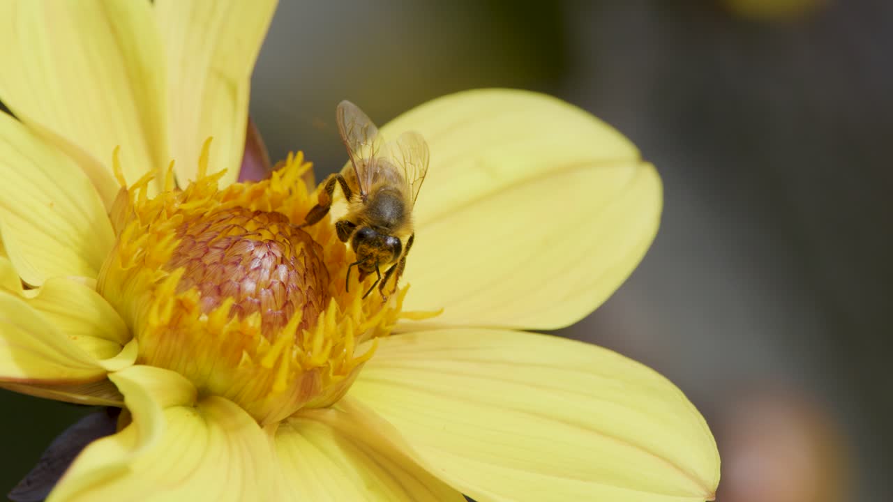 Macro video of honey bee collecting pollen from yellow daisy in natural daylight, shallow focus