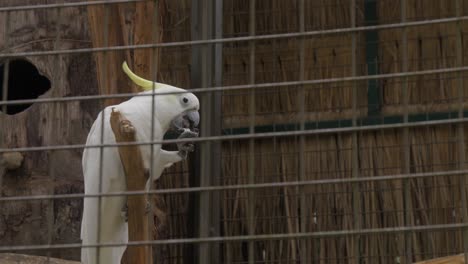 loro cacao blanco en una jaula comiendo una nuez