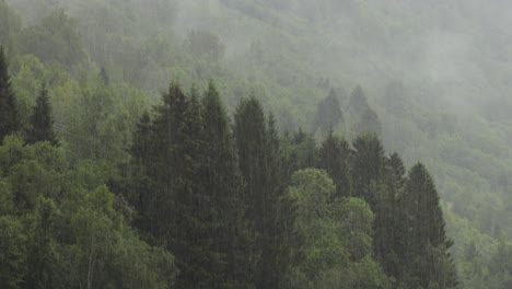 rain over forest beautiful nature norway