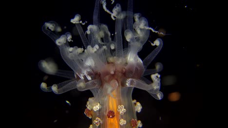 colorful sea anemone super close up at night