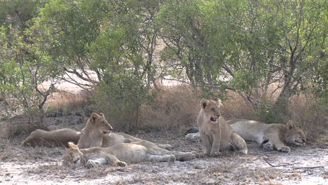 group of lions resting in the african savanna