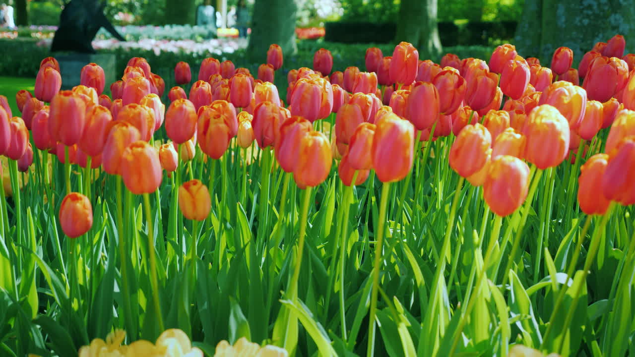 tulipas cor de rosa em um dia ensolarado