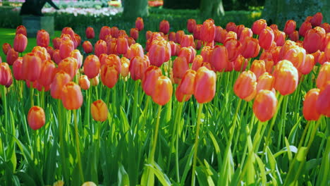 pink tulips on a sunny day