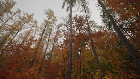 looking up in the autumn forest