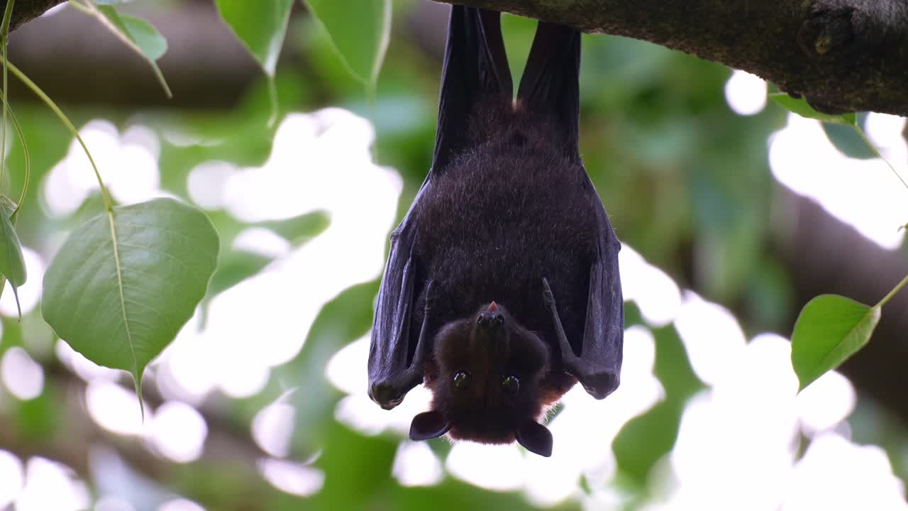 Un volpe volante australiana appesa a testa in giù a un ramo di un albero tra una vegetazione lussureggiante, che mastica polpa di frutta, scatto ravvicinato