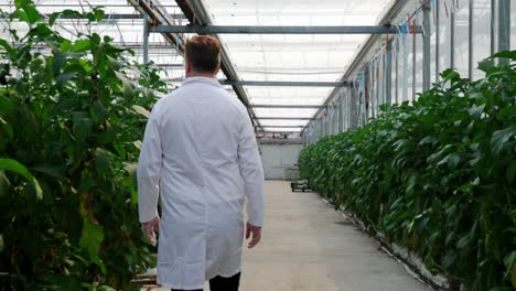 Scientist-examining-aubergine-in-greenhouse-4k