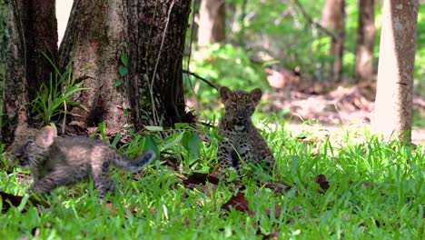 the indochinese leopard is a vulnerable species and one of the big cats of thailand