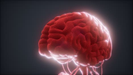 modelo animado del cerebro humano