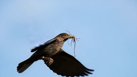 a bird in flight carrying twigs for nest building amidst a clear blue sky, showcasing the graceful movements and natural behavior of avian species