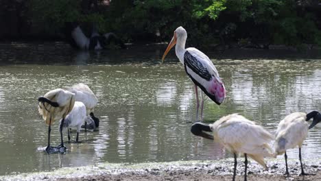 birds interacting and moving near a pond