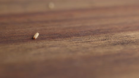 moth larva moving forward by crawling on wooden surface