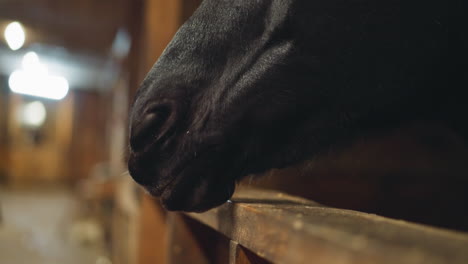 Nariz-De-Caballo-Negro-De-Pura-Raza-Sacando-La-Lengua-Y-Masticando