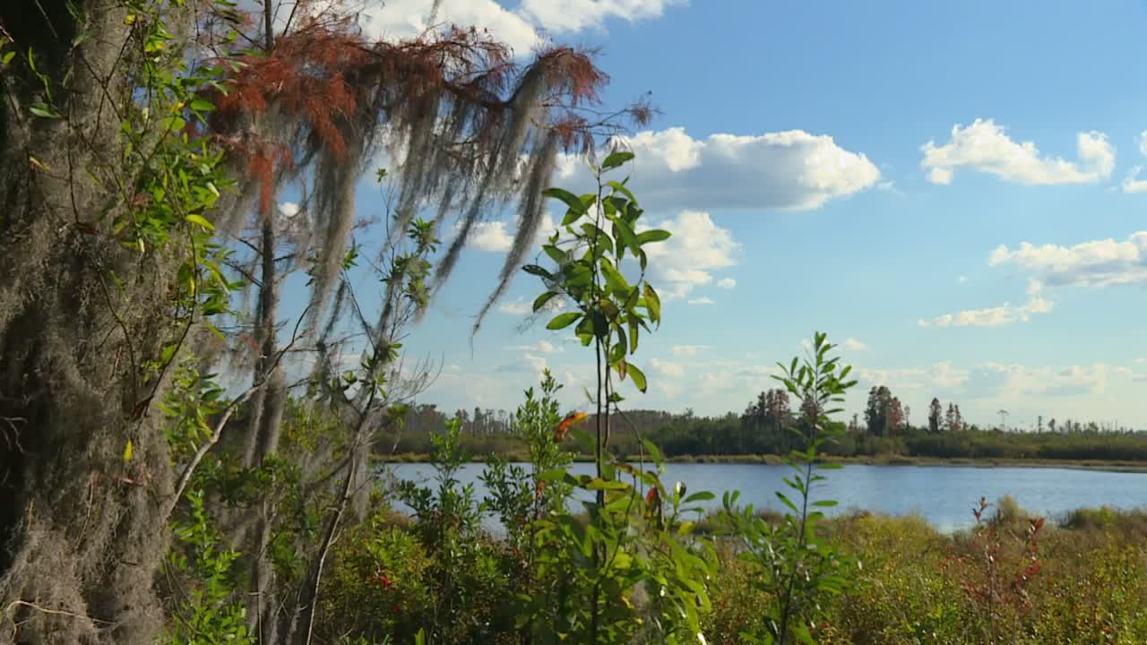 Muschio spagnolo pendente da cipressi con vista su un lago calmo e una zona umida distante sotto un cielo blu. Palude di Okefenokee, Georgia, USA
