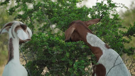 lindas y hermosas cabras están subiendo sobre la vegetación del arbusto y comiéndola