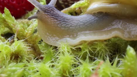 Snail-slowly-creeping-along-super-macro-close-up