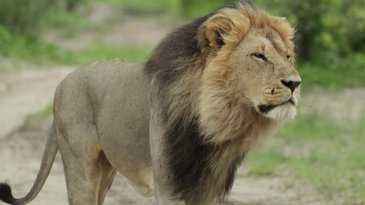 Medium shot of a majestic male lion walking down the dirt road, Savuti Botswana