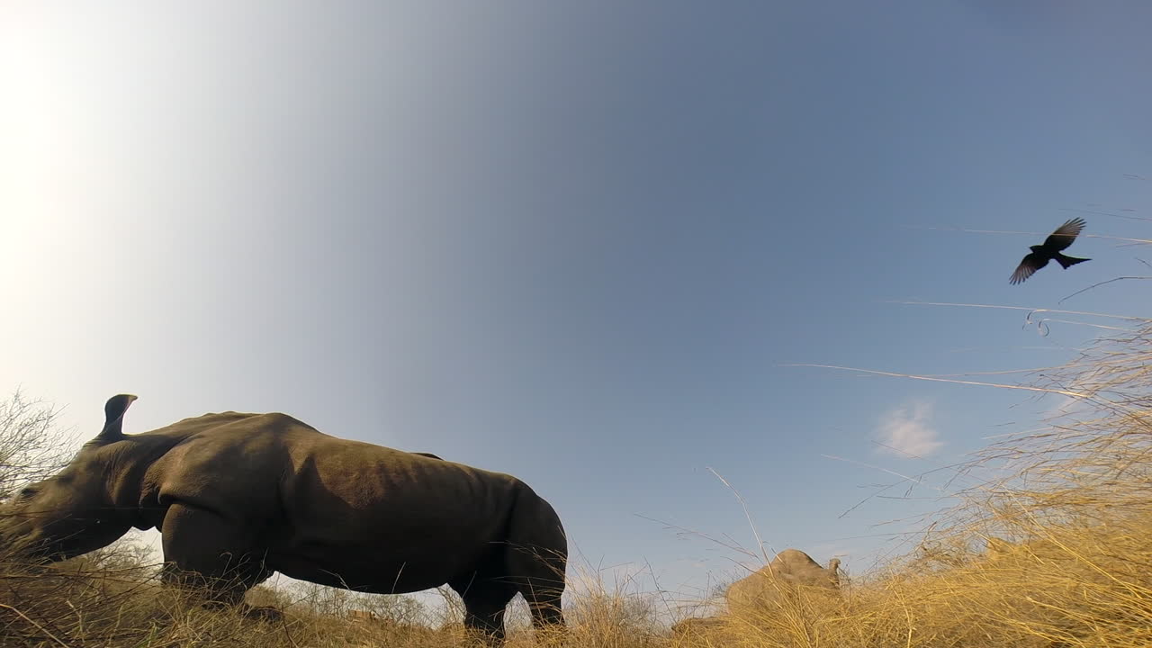 화창한 날 야생에서 풀을 뜯고 있는 남부 흰코뿔소는 땅에 있는 카메라를 향해 등을 돌린다