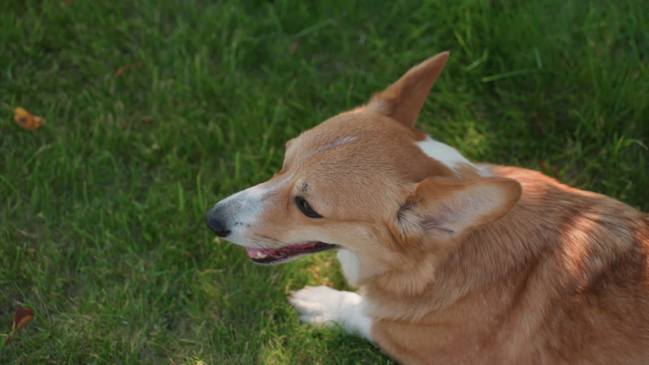 Corgi Resting In Nature Scene, Small Dog Basking Peacefully Outside In Sunlight, Small Breed Dog Relaxes On Vibrant Green Turf Beneath Cool Shade Of Trees While Observing Surroundings