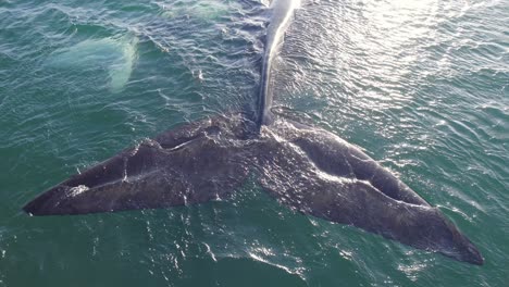 tail fins of the floating southern right whales mother and calf on the surface