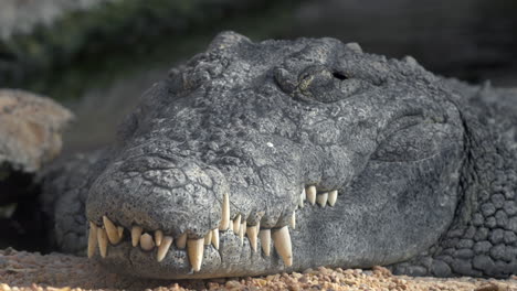 cocodrilo con dientes grandes