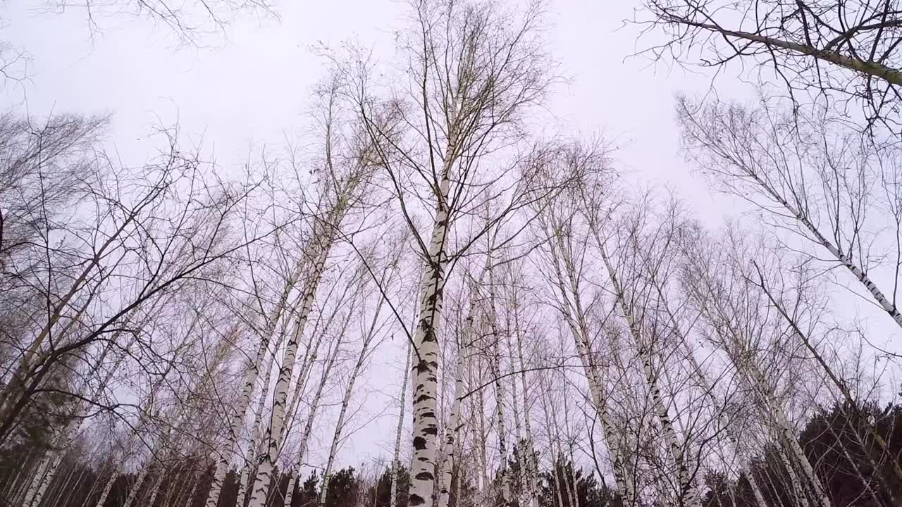 겨울 버드나무 숲