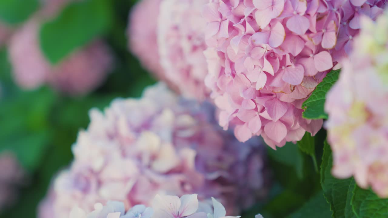Pink hydrangea flower blooms reveal nature's delicate beauty in close-up shot