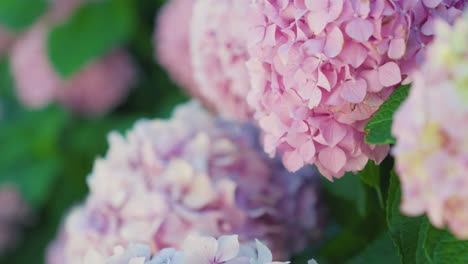 Pink hydrangea flower blooms reveal nature&#039;s delicate beauty in close-up shot