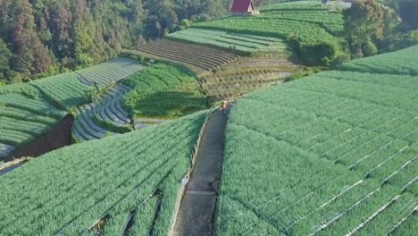 Farmers-walking-on-the-road-in-the-middle-of-plantation