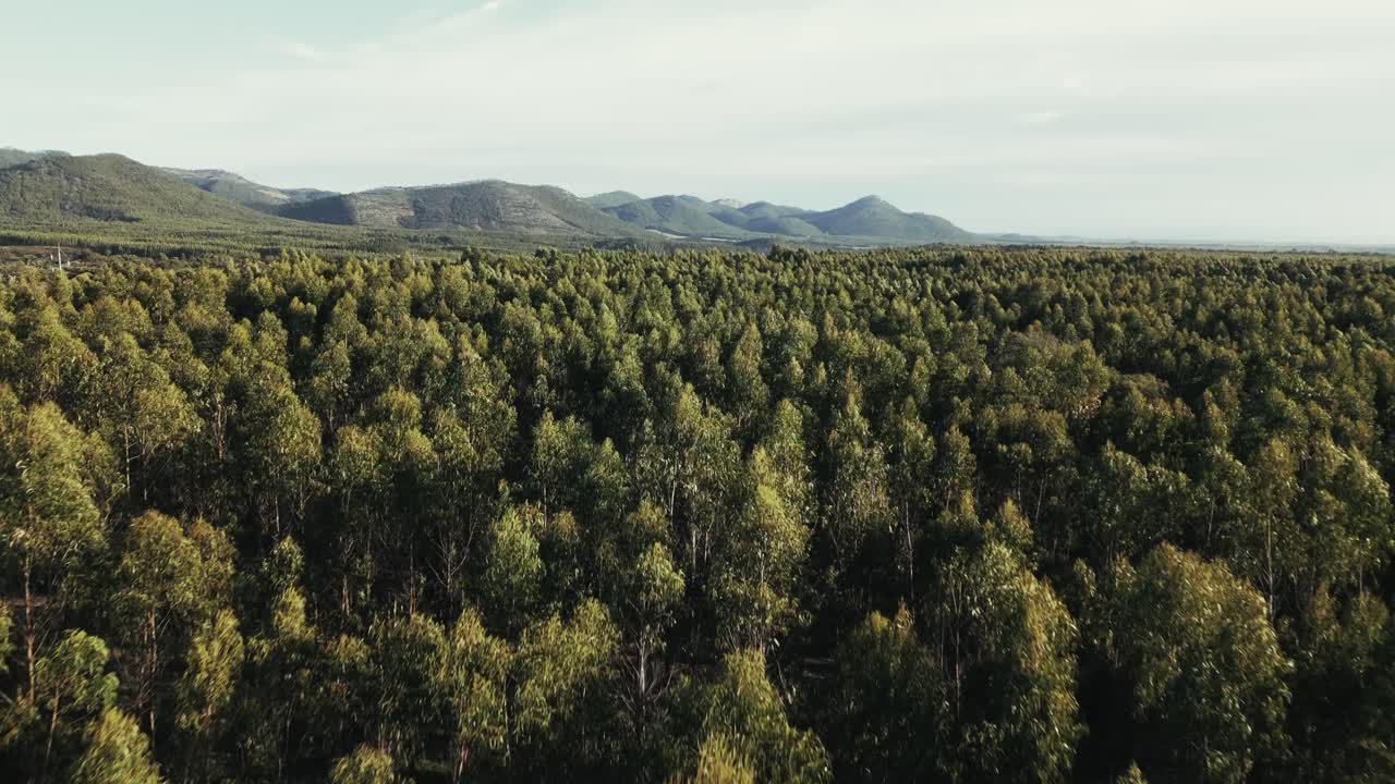 Endless Portugal forest, aerial drone panoramic view
