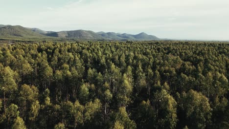 endless portugal forest, aerial drone panoramic view
