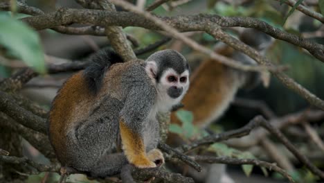 squirrel monkey resting on a tree in the forest - close up