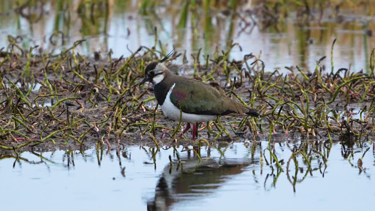 Northern lapwing looking for food in wetlands 4k high detail