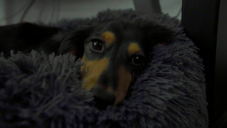 Sleepy-Dachshund-dog-lying-on-it's-bed