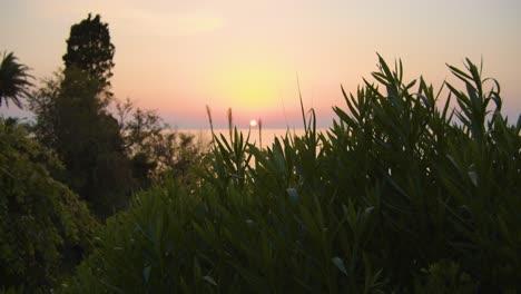 sunset over the sea appears between flowers in the foreground - beautiful light mood