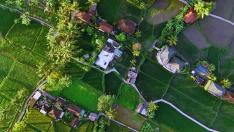 Una-Vista-Aérea-Desde-Arriba-De-Los-Hermosos-Campos-De-Arroz-Fotografiados-Por-Un-Dron-En-Bali,-Indonesia